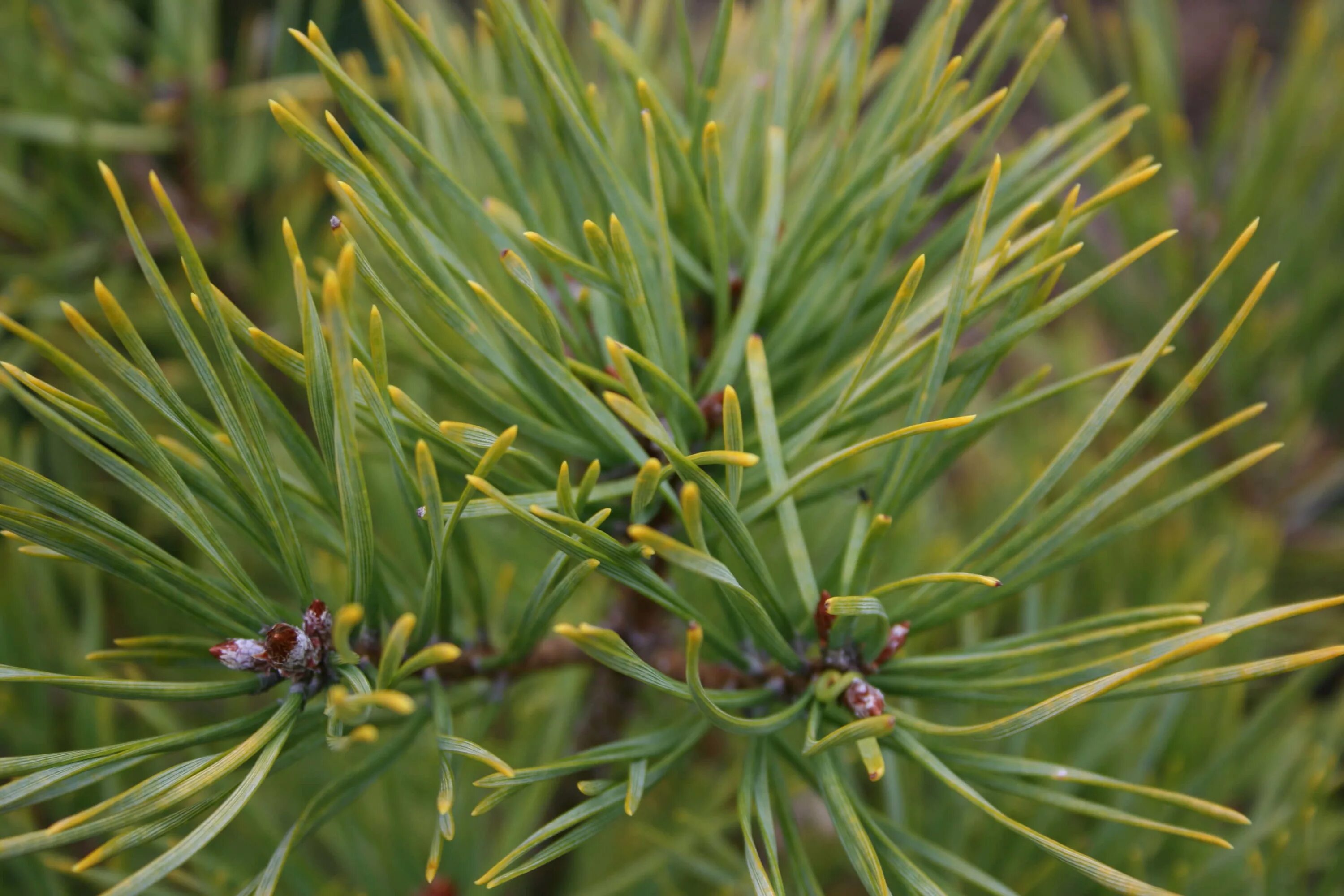 Обычная хвойная. Pinus Sylvestris. Хвоинки сосны. Хвоя сосны обыкновенной. Сосновый вертун сосны обыкновенной.