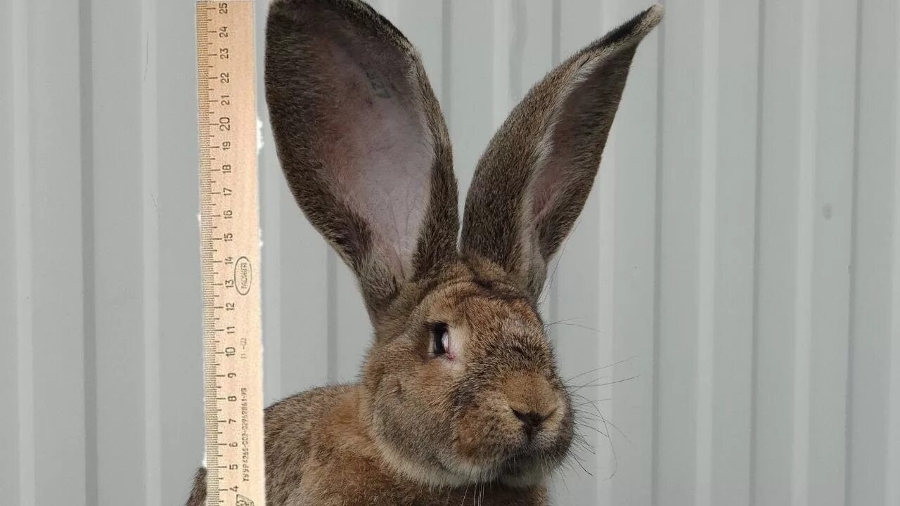 Ризен кролик. Шиншилловый Ризен. Кролик с большими ушами Фландр. Кролик с длинными ушами.