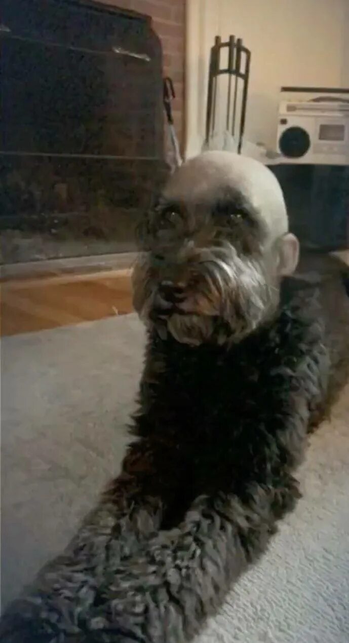 Лысая собака с бородой. Брэд питбуль. Мексиканская хохлатая собачка. Пес с бритой головой. Гидроцефалия головного мозга у собак чихуахуа.