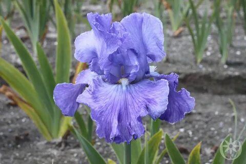 Iris full