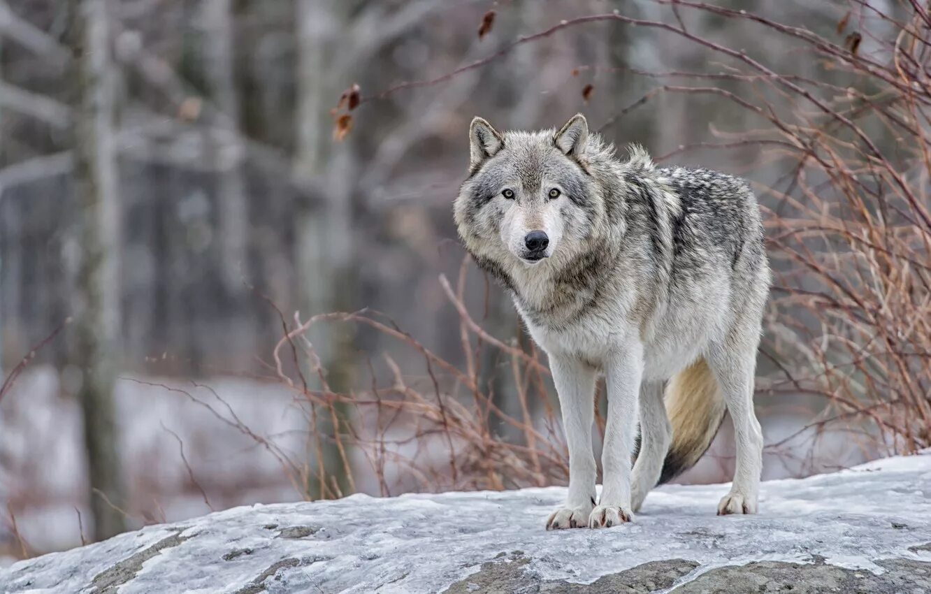 Тундровый волк. Красивый волк. Волк зимой. Волк серый.