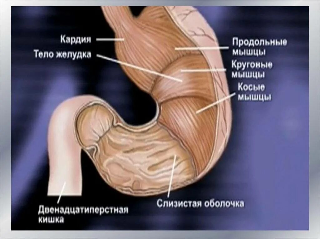 Кардия желудка что это такое анатомия.