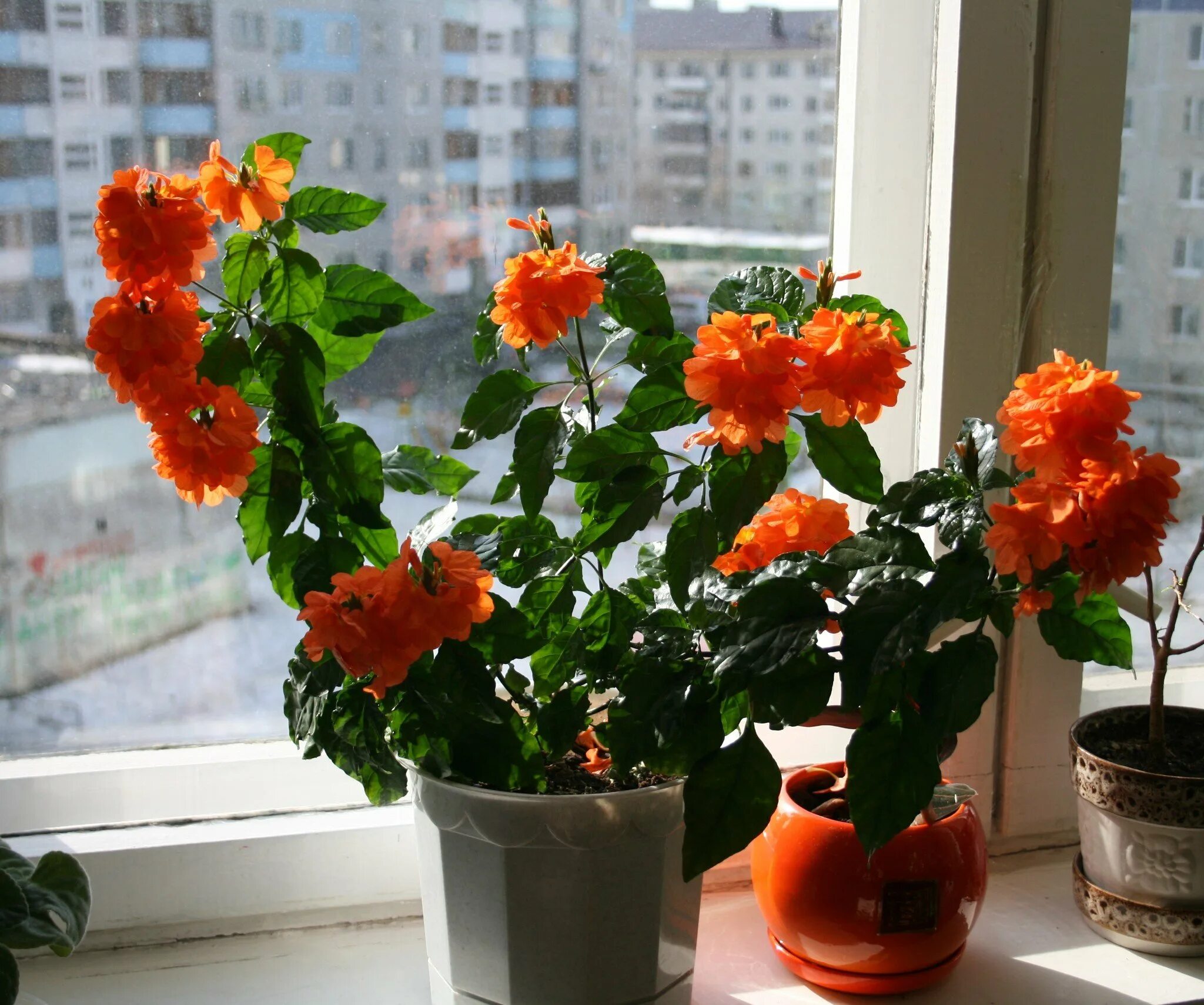 Цветы которые любят солнце и жару. Кроссандра цветок. Кроссандра оранжевая. Цветок Фортуна кроссандра. Гибискус кроссандра.