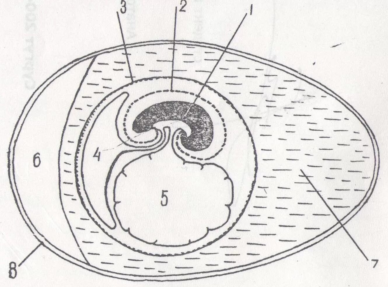 Строение яйца птицы амнион. Аллантоис зародышевые оболочки. Зародышевая оболочка амнион. Строение яйца аллантоис.