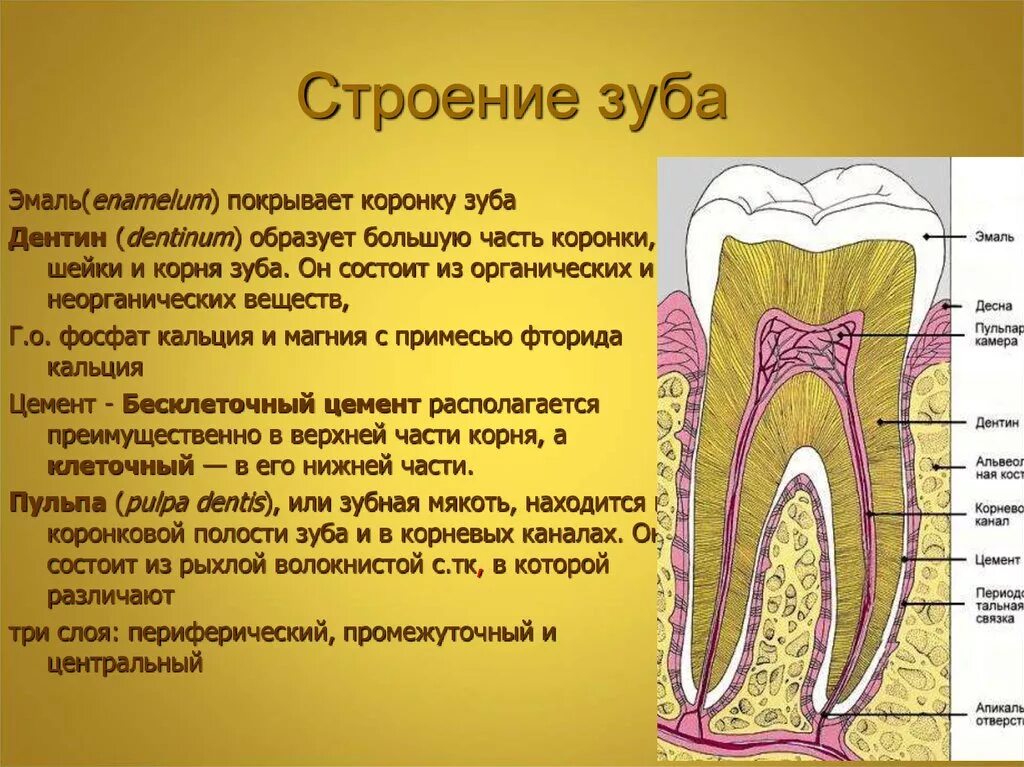 Функции эмали дентина и пульпы. Дентина коронки гистология. Строение зуба дентин анатомия. Строение дентина зуба человека. Какую функцию выполняет зуб человека