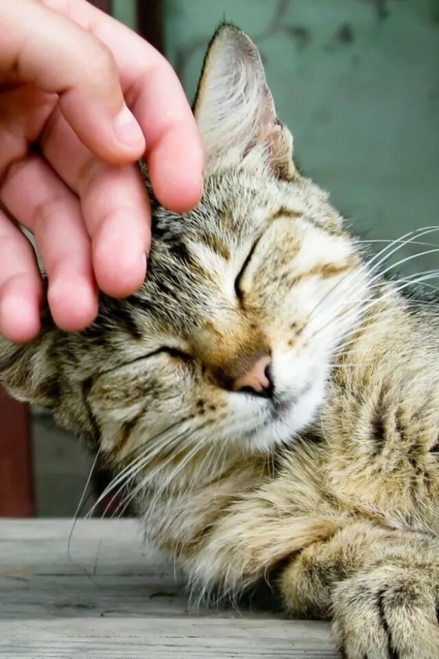 Котика гладят
