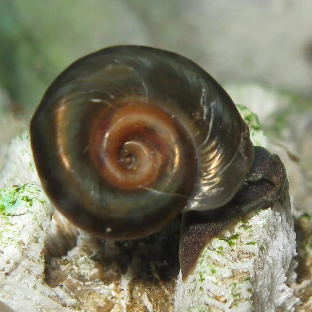 Улитки аквариума названия. Ramshorn Snail улитка катушка. Улитка Голиаф аквариумная. Аквариумные улитки Мелании.