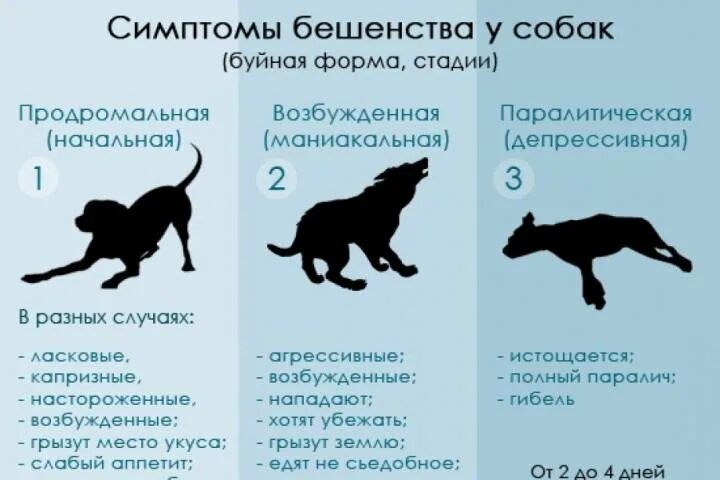 Как понять что собака умирает признаки. Симптомы бешенства у собаки. бешенство у животных симптомы. признаки бешенства у собаки. признаки бешенства у животных.