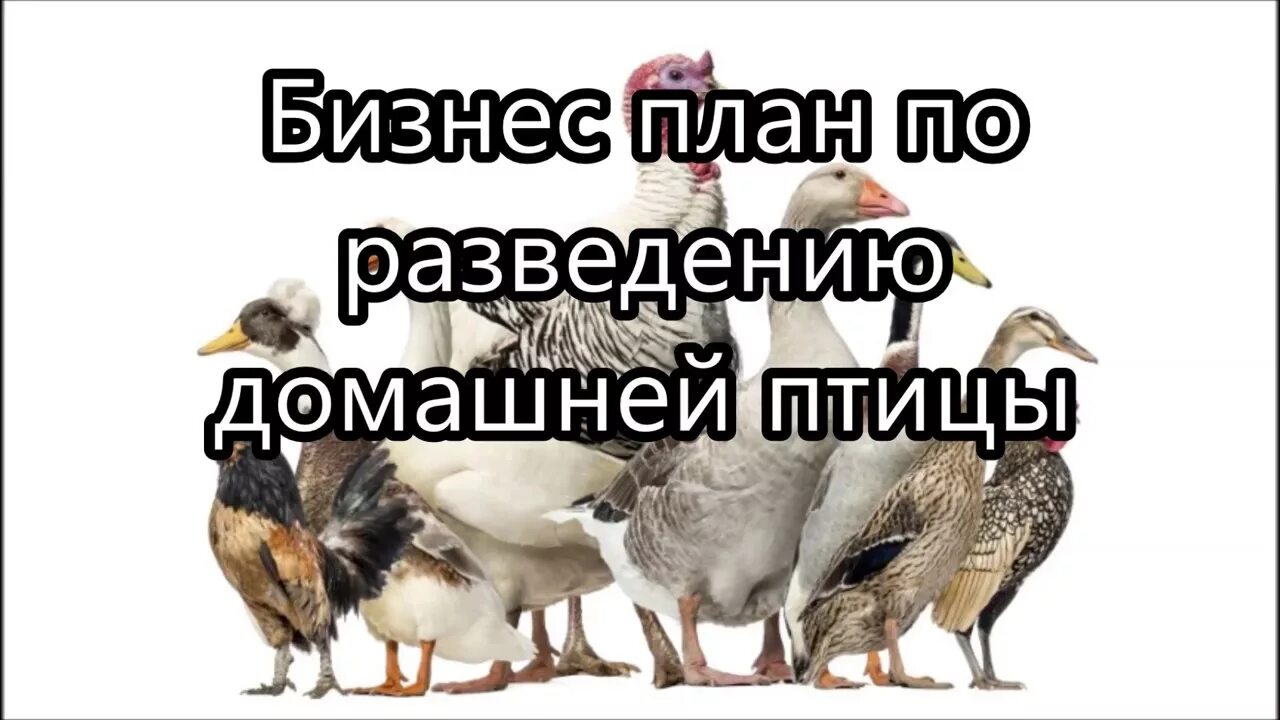 Бизнес план по разведению кур несушек. Бизнес план по разведению кур бройлеров с финансовыми расчетами. Пми выращивание индейки. Бизнес план разведение птиц. Бизнес план по разведению бройлеров.