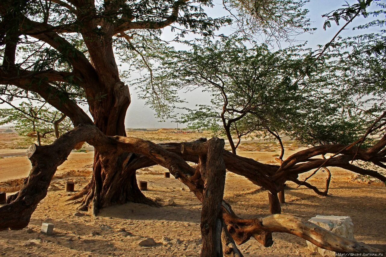 Шаджарат-Аль-Хаят дерево. Древо жизни Бахрейн. Мескитовое дерево. Дерево в Бахрейне.