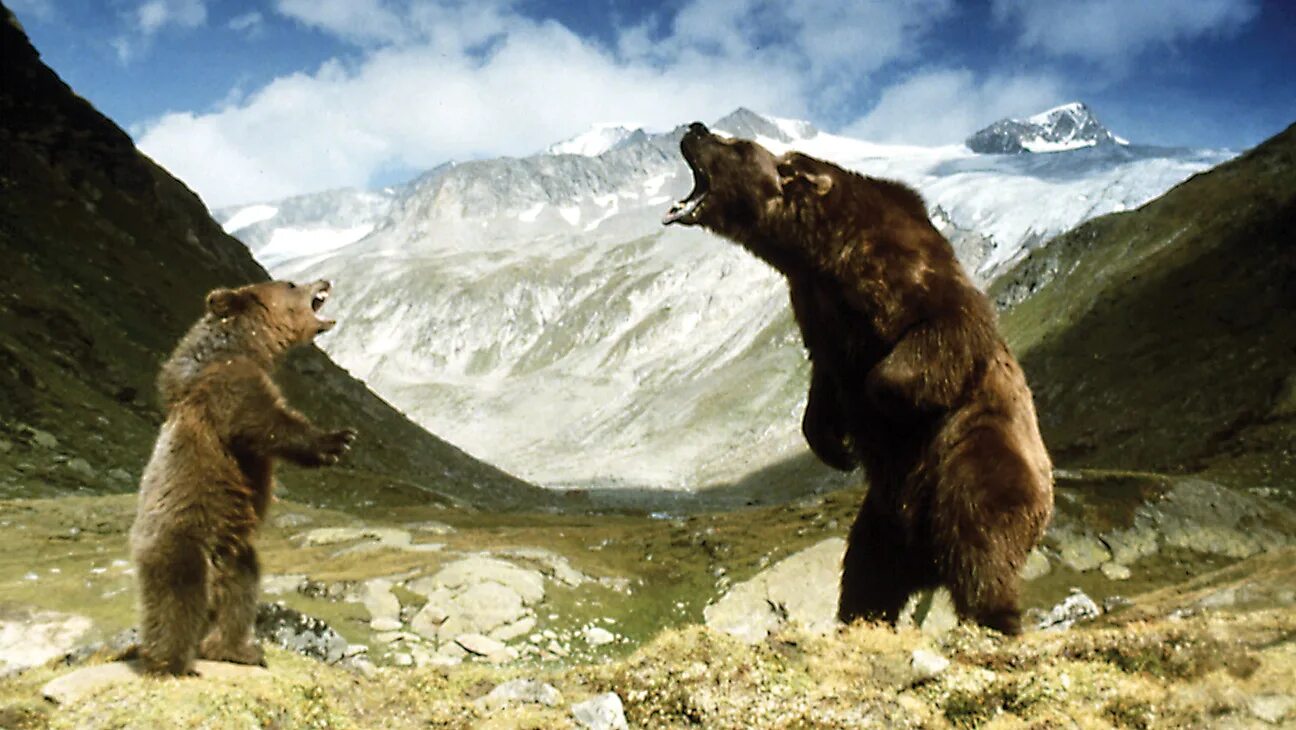 Make the bear