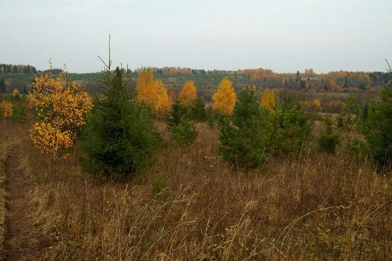 Поле заросшее лесом. Поле тверская область заросшее. Заросшее поле деревьями. Зарастание сельхозземель. Зарастание сорной растительностью сельскохозяйственных угодий.
