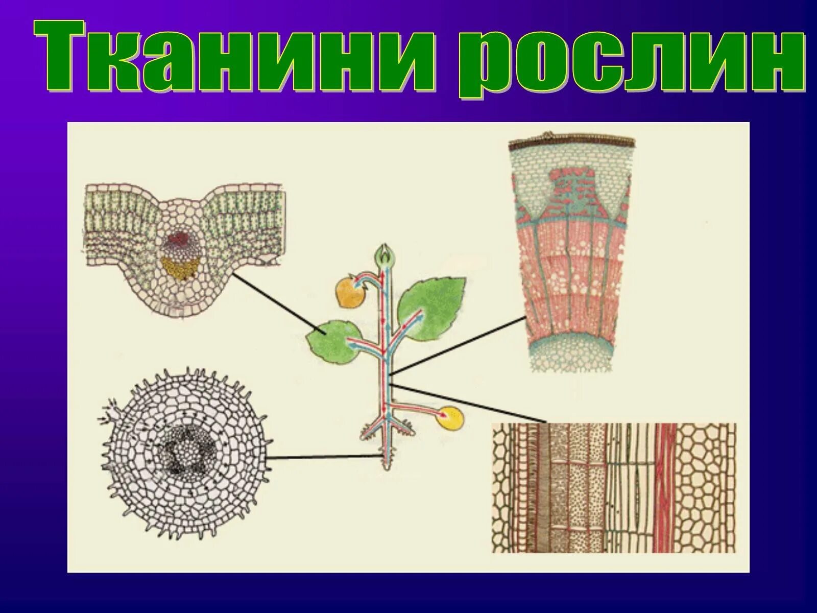 Растительные ткани. Биология 6 класс образовательная ткань растений. Образовательные ткани растений 5 класс биология. Образовательная ткань биология 6 класс. Клеточные ткани растений.