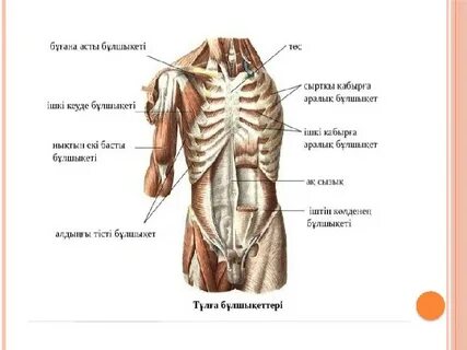 Менструация бар қынаптың жақыннан көрінісін қараңыз