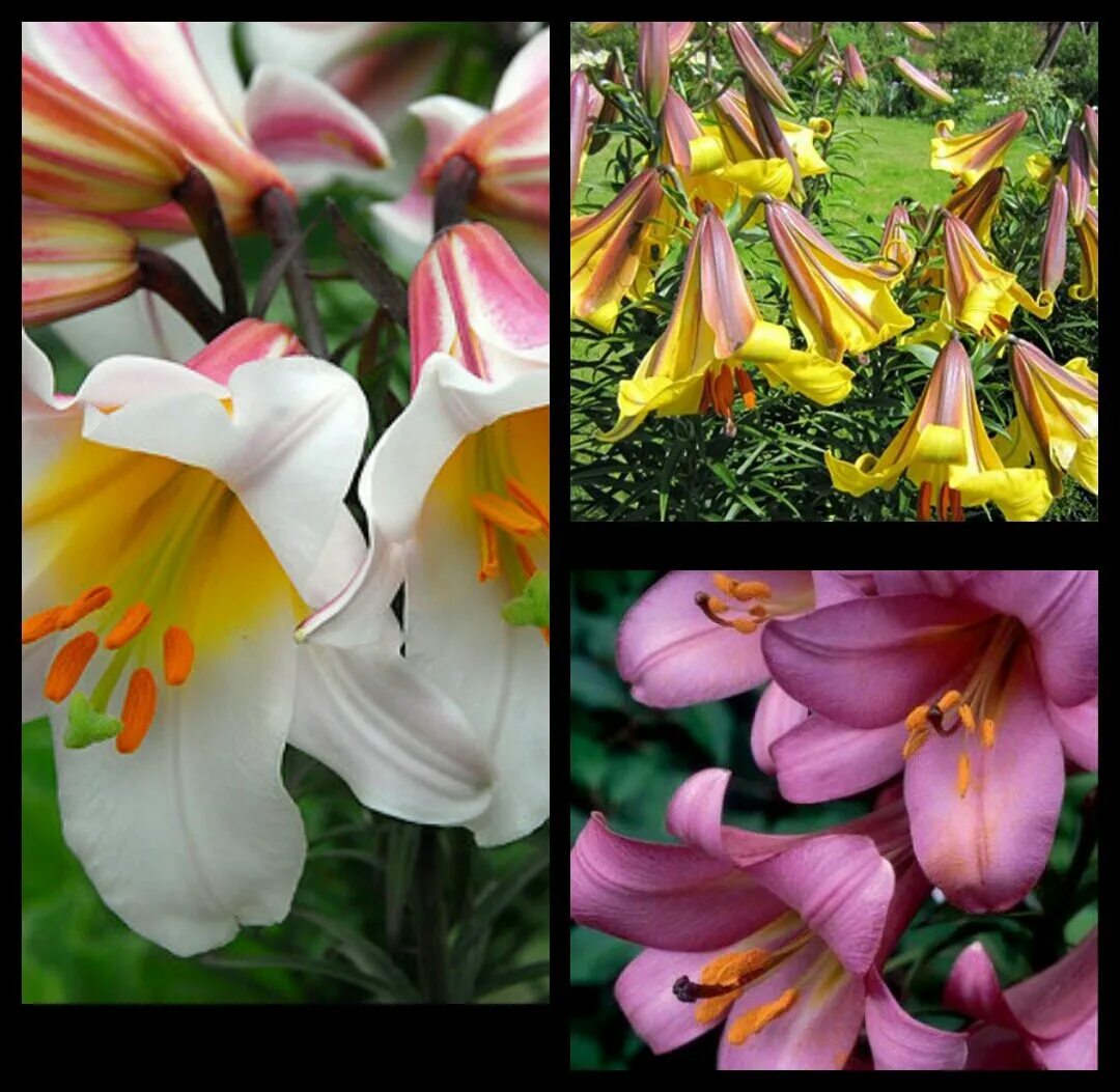 лилии пинк перфекшн труб. лилия трубчатая "african queen". лилия трубчатая голден сплендор. лилия трубчатая пинк планет. лилия трубчатая голден сплендор.