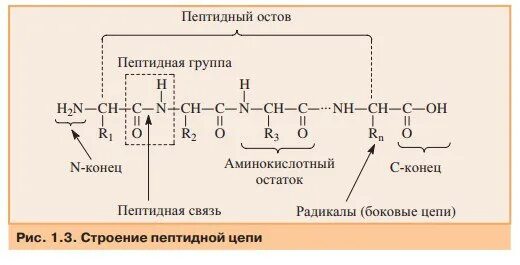 О структуре полипептидов в транскриптоне содержит