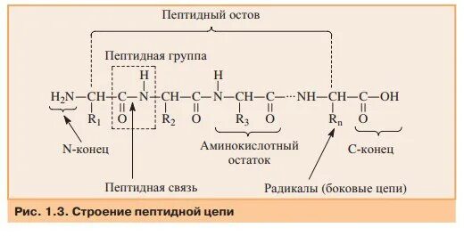 Образование полипептидной связи. Строение пептидной цепи. Структура пептидной цепи. Структуры белка полипептидная цепь. Пептидная цепь аминокислот.