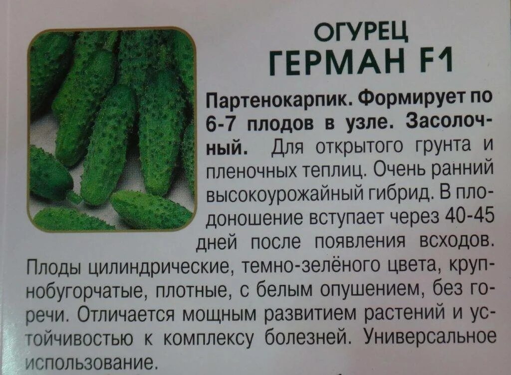 Характеристика огурца. Огурцы герман f1 характеристика. сорт огурца герман f1. огурец салинас f1. огурец герман f1 в теплице.