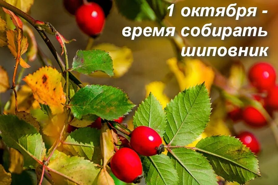 осень в россии. яркой теплой осени. арина шиповница. уважаемые ветераны поздравляю с днем пожилых людей. октябрем 1 4 0 4.