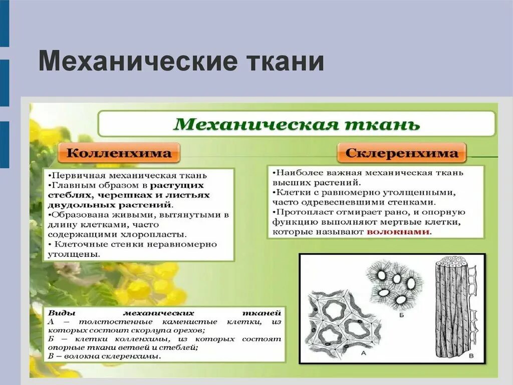 Механическая ткань. В какой состав входят механические волокна. В какой состав входят механические волокна. В какой состав входят механические волокна. Миофибриллярные белки характеристика.