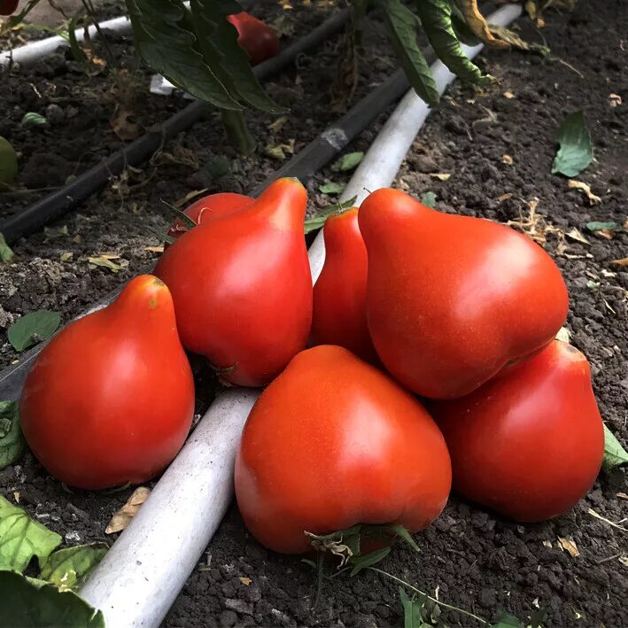 томат с носиком сорта фото. томат с носиком сорта фото. томат приамурский конус. томат минусинский властелин. томат беатрис f1.