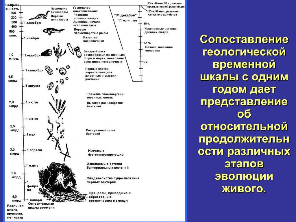 Этапы развития живого организма. Этапы развития живого. Эволюция живого. Временная шкала эволюции. Этапы развития живого на земле.