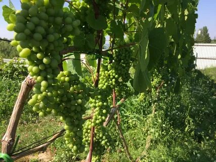 Неукрывной виноград для подмосковья