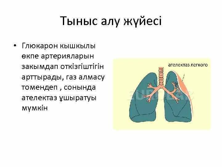 Продукция компания тыныс. Тыныс АО Казахстан. Тыныс алу жүйесінің