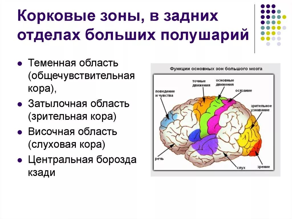 Локализация функций в коре полушарий мозга. Корковые центры коры головного мозга. Локализация центров в коре головного мозга. Схема расположения корковых анализаторов.