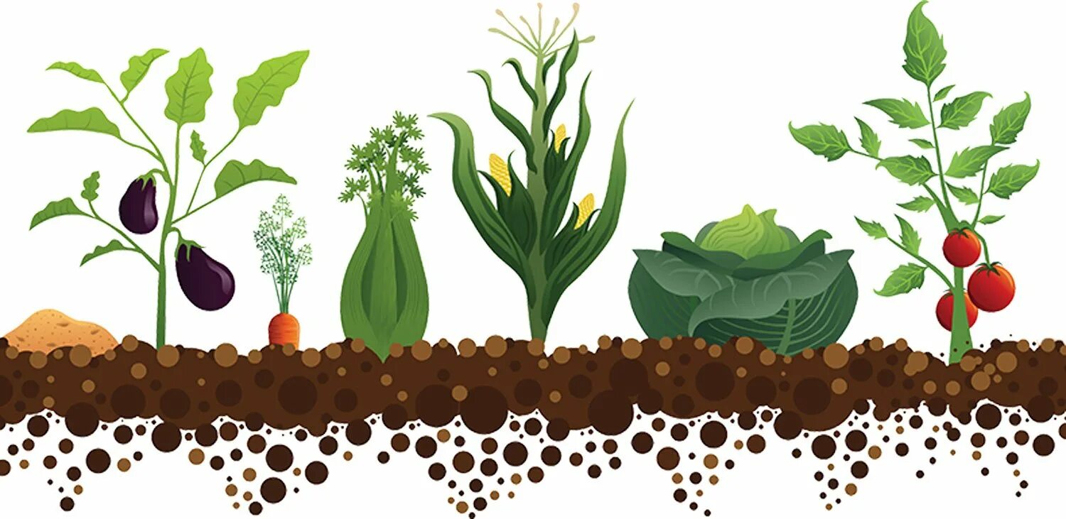 Почва и культурное растение. Грядка с овощами для детей. Огород иллюстрация. Грядка на прозрачном фоне. Овощи на грядке вектор.