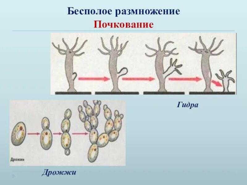 Бесполое размножение свойство. Почкование гидры это бесполое размножение. Бесполое размножение гидры почкование рисунок. Размножение гидры почкование. Организмы бесполого размножения почкование.