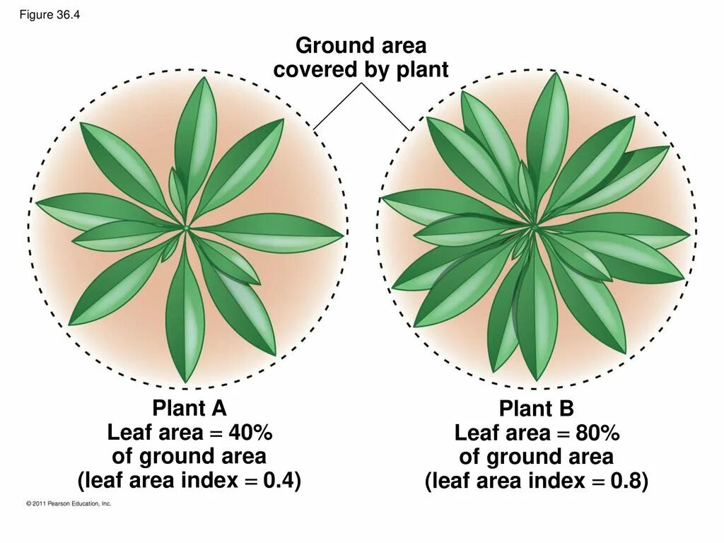 Planted area. Plant areas. Leafy area. Удельная листовая поверхность specific Leaf area. Bleaf под.