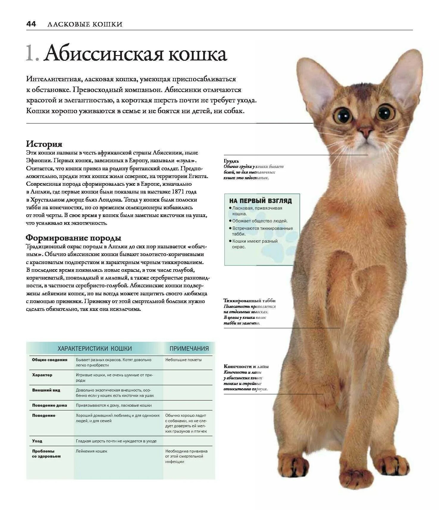 Описать породу кошки Абиссинская. Абиссинская кошка описание породы. Норма веса Абиссинской кошки. Абиссинская кошка стандарт. Рассмотрите фотографию кошки породы абиссинская и выполните