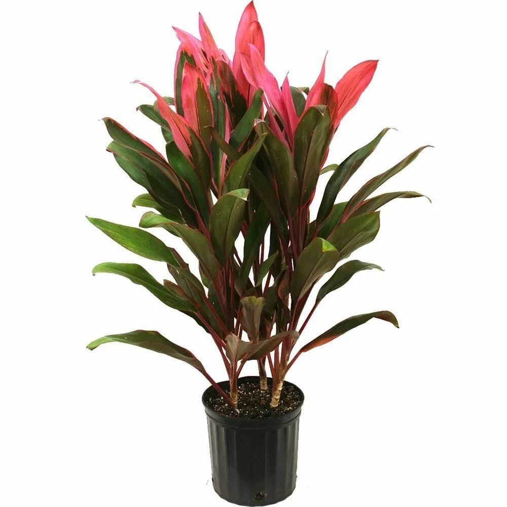 Кордилина ред систер. Кордилина фрутикоза. Cordyline banksii. Кордилина терминалис. Red sister