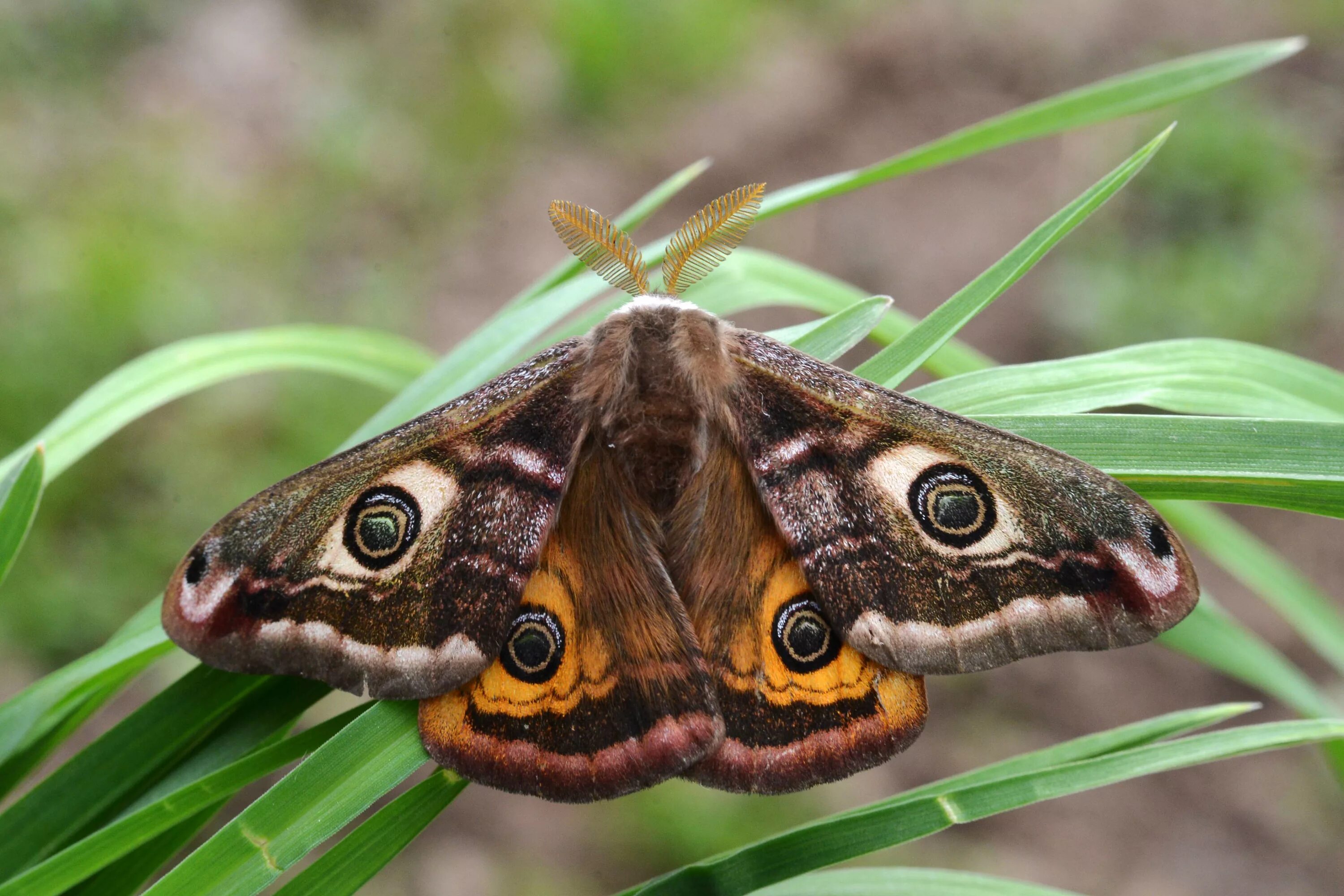 Бабочка Сатурния Павлиноглазка. Бабочка Saturnia Pavonia. Ночной павлиний глаз бабочка. Малый ночной павлиний глаз бабочка. Чем питается бабочка павлиноглазка