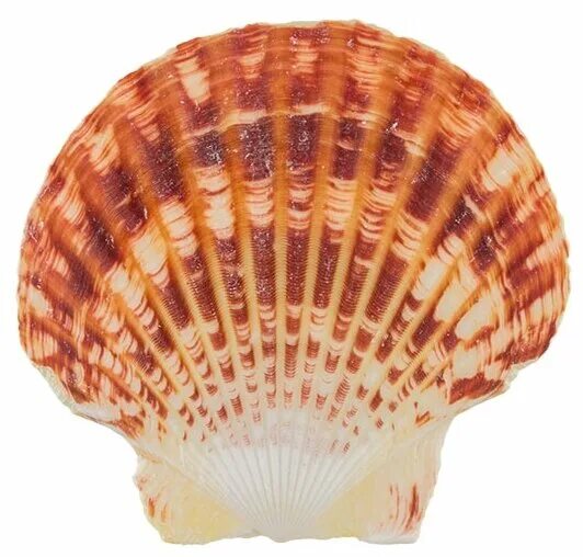 ракушка морская кормовая. ракушки декор. ракушка 5. ракушка 5. солонка ракушка.