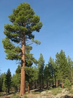 Pinus jeffreyi - Wikipedia 