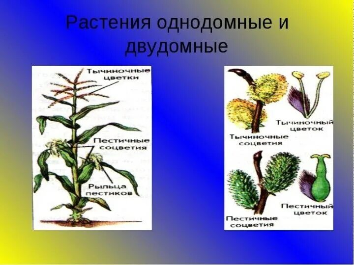 Двудомными называют растения у которых развиваются цветки. Однодомные и двудомные растения. Двудомные однодомные р. Однодомные растения это в биологии 6 класс. Однодомные и двудомные цветки.