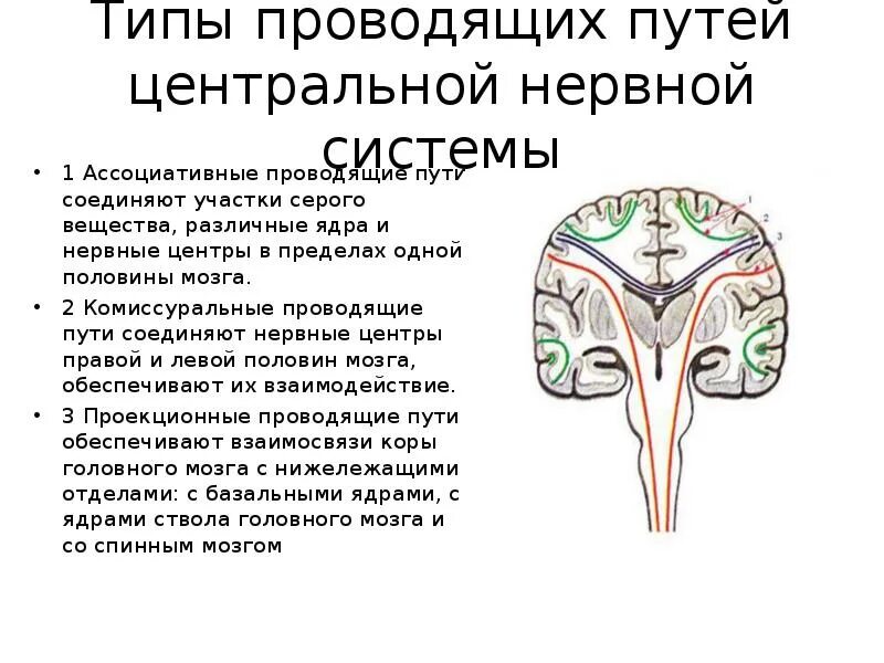 Проводящие пути головного мозга анатомия. Проводящие пути головного и спинного мозга. Характеристика проводящих путей спинного мозга. Проводящие пути коры головного мозга. Проведенные на головном мозге