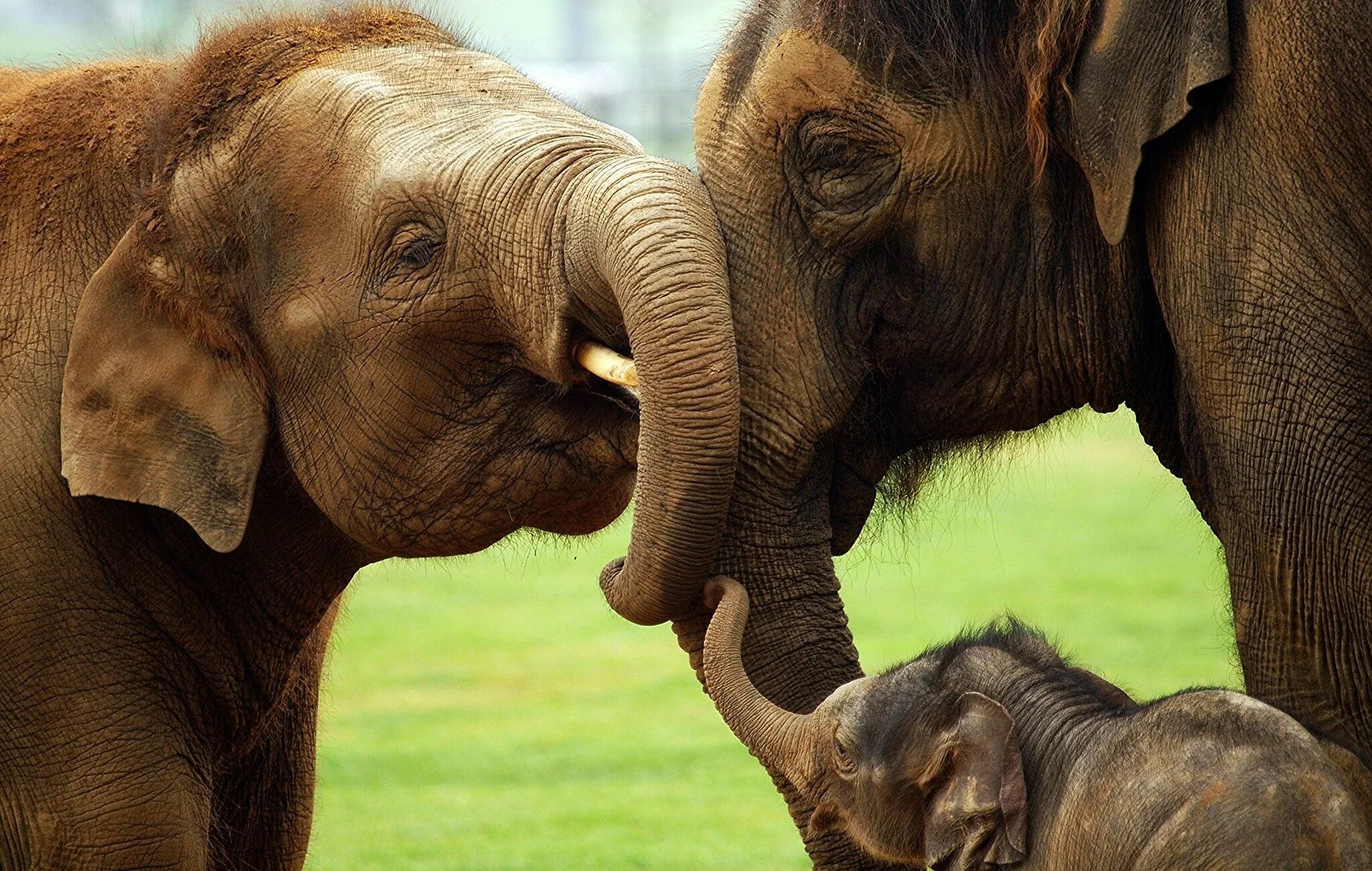 Красивые слоны. Семья слонов. Детеныши животных. Милые слоны.
