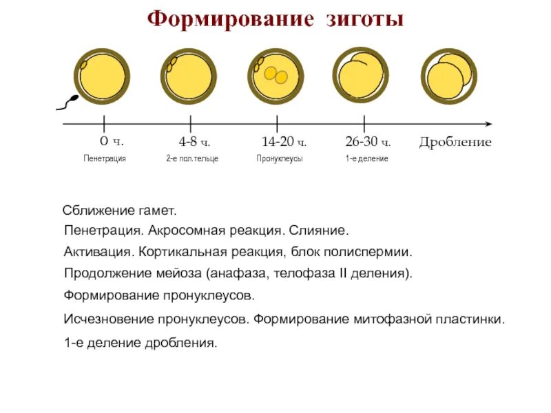 3 признаки зиготы. Развитие зиготы. Стадии дробления зиготы. Формирование зиготы. Структура зиготы.