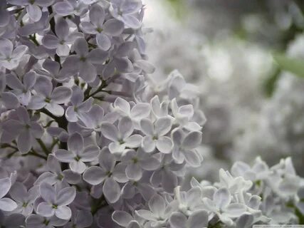 Flowers 1