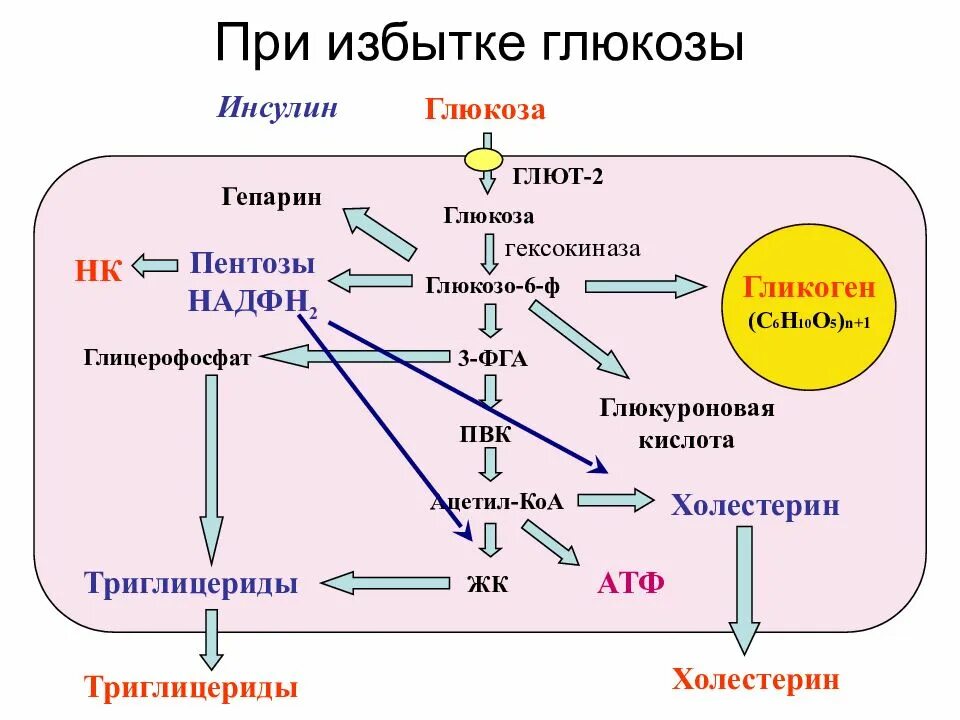 Холестерин и глюкоза. Схема превращения глюкозы в холестерин. схема синтеза холестерина из глюкозы. синтез холестерина из глюкозы биохимия. инсулин глюкоза схема.