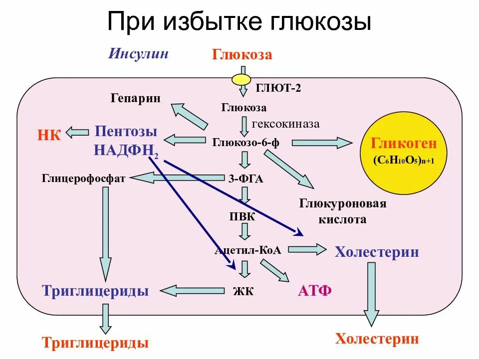 Ферменты холестерина. Схема превращения Глюкозы в холестерин. Регуляция синтеза инсулина биохимия. Схема синтеза холестерина из Глюкозы. Синтез холестерина схема.