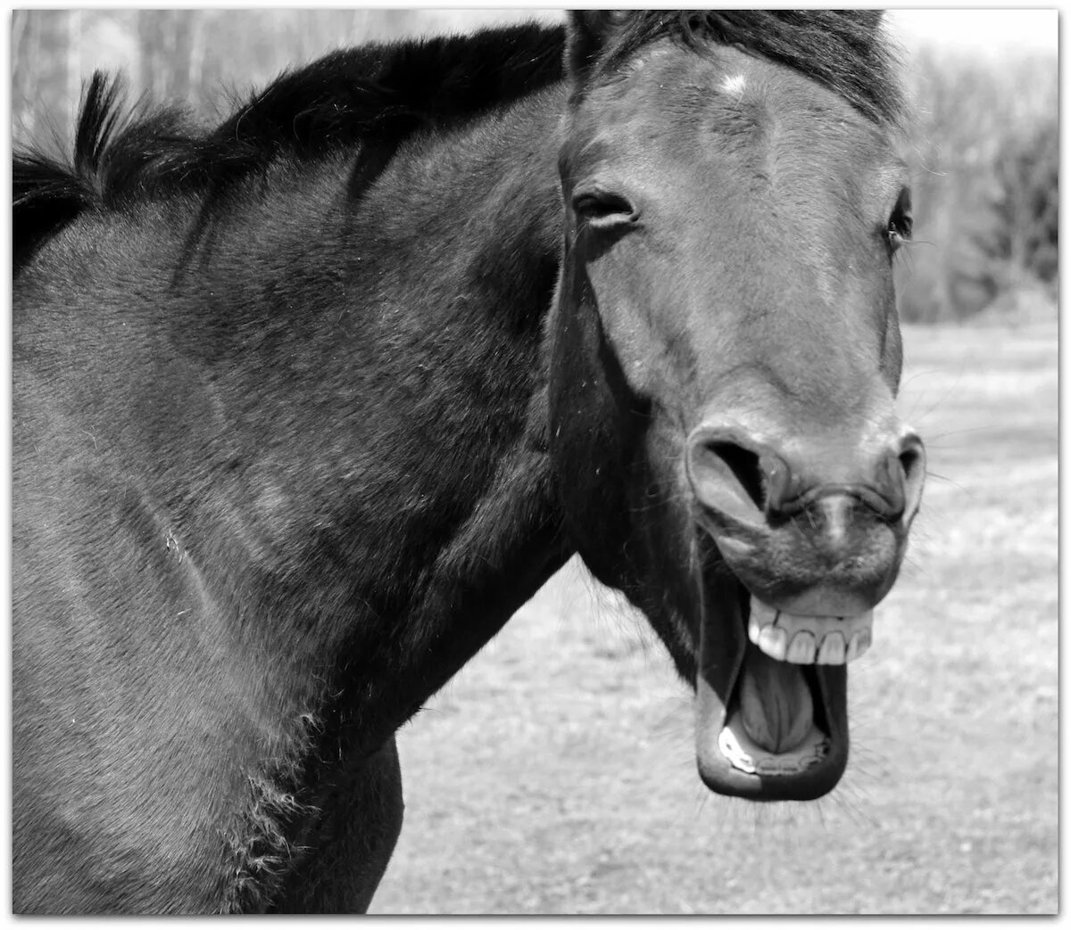 Конь улыбается. Злобный конь. Губы лошади. Лошадь с зубами