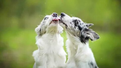 Des chiens