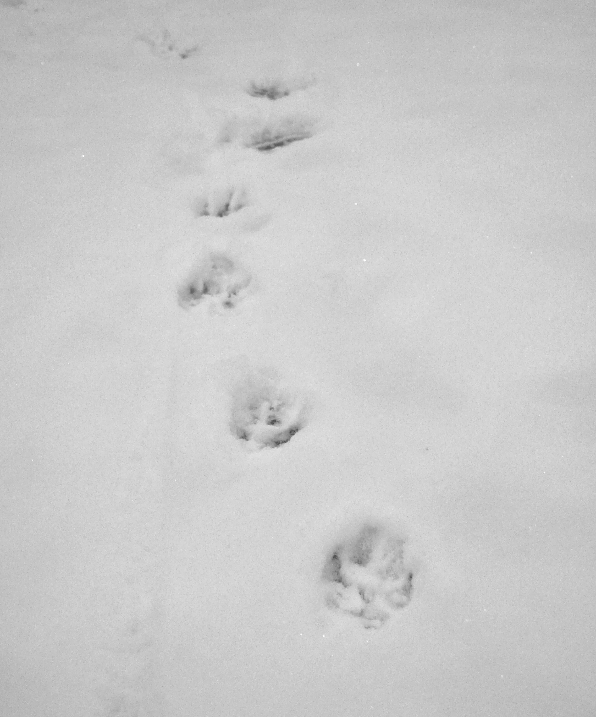 Следы лисы зимой. Следы волка на снегу. Отпечаток лисьей лапы на снегу. Лисьиьи следы на снегу. Лисьи следы на снегу.