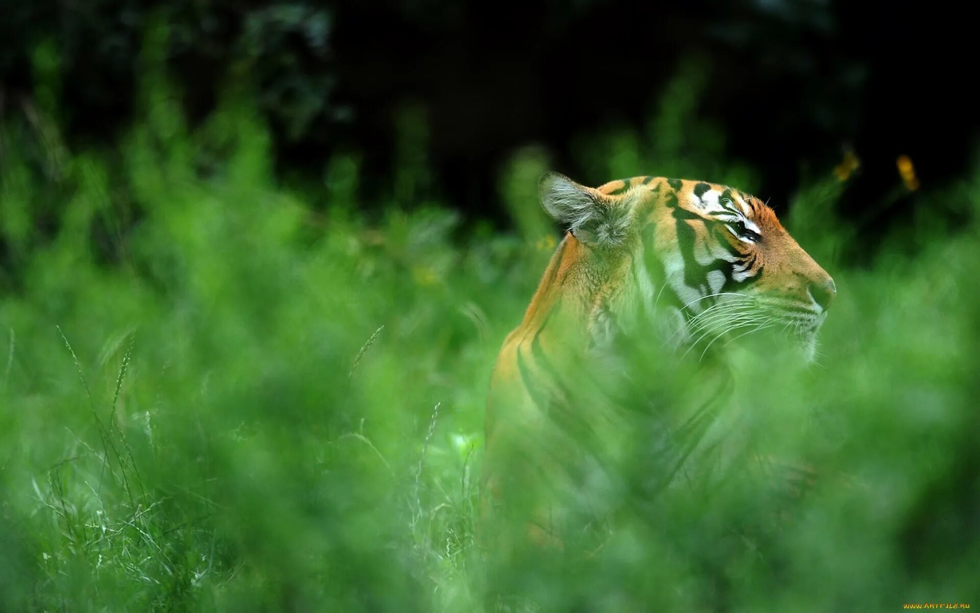 Tiger grass color