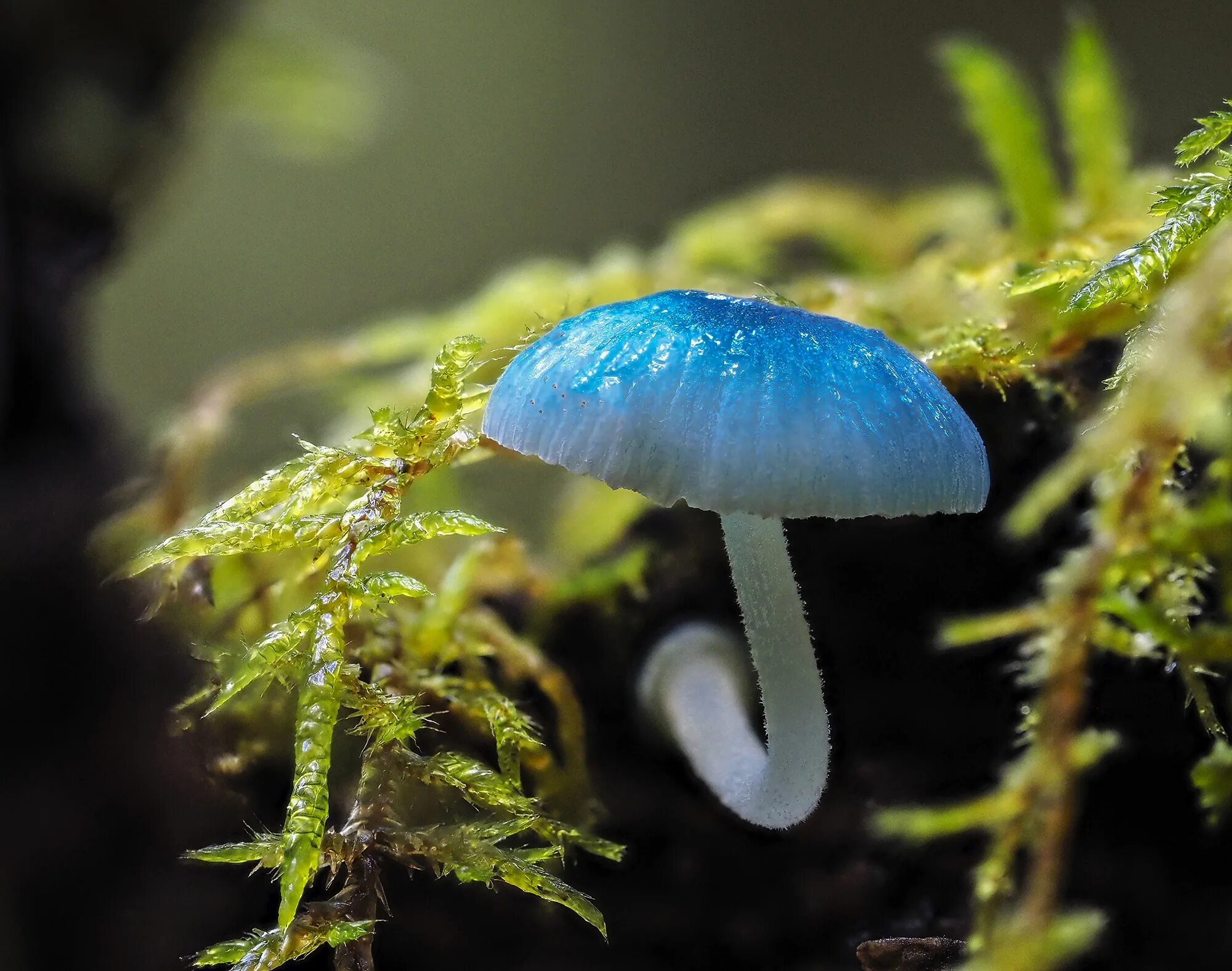 Мицена. Голубая мицена. гриб mycena interrupta. мицена mycena. мицена волосистая.