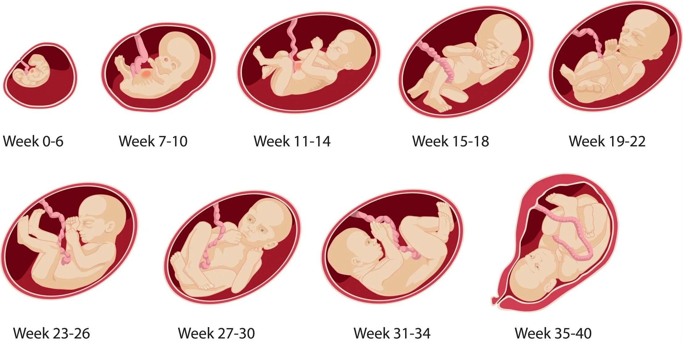 Third trimester